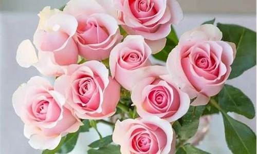 粉色玫瑰花语是什么_粉色玫瑰花语是什么-