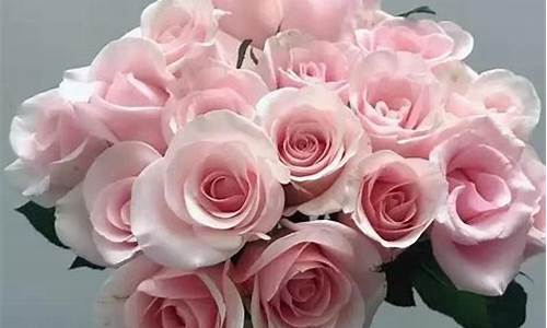 6朵粉玫瑰花语是什么意思_6朵粉玫瑰花语是什么意思呢