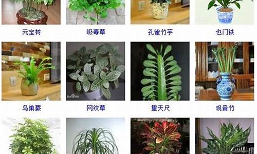 60种盆栽植物名称_60种盆栽植物名称图片