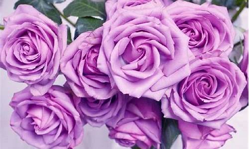 紫玫瑰的花语和寓意_紫玫瑰的花语和寓意和象征