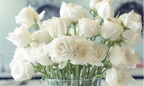 白色玫瑰花代表什么_白色玫瑰花代表什么意思