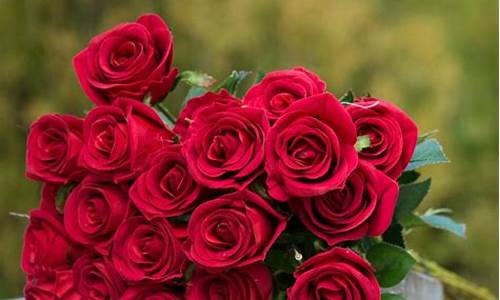 最漂亮玫瑰花高清图片_最漂亮玫瑰花高清图片手机壁纸