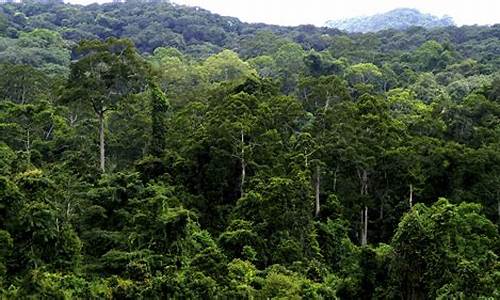 热带森林最常见的十大植物_热带森林最常见的十大植物图片