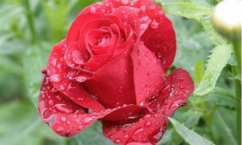 最美的玫瑰花图片大全_最美的玫瑰花图片大全浪漫