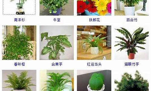 100种常见室内绿植_100种常见室内绿植名称
