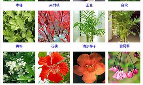 各种植物图片及名称_各种植物图片及名称大全