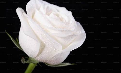 白玫瑰的含义_白玫瑰的含义和代表花语