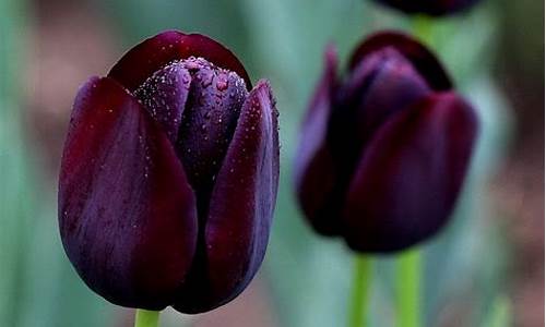 黑色郁金香的花语_黑色郁金香的花语是什么