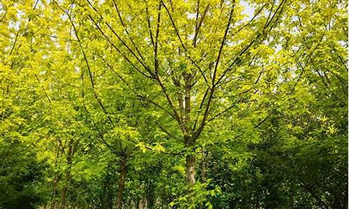 金叶复叶槭树的特点_金叶复叶槭树的特点是什么