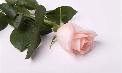 送粉色玫瑰是什么意思_第一次送粉色玫瑰是什么意思