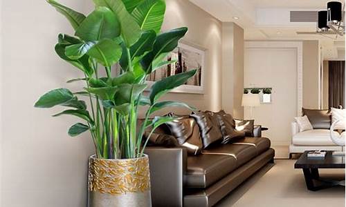 适合放在客厅的植物花卉_适合放在客厅的植物花卉风水
