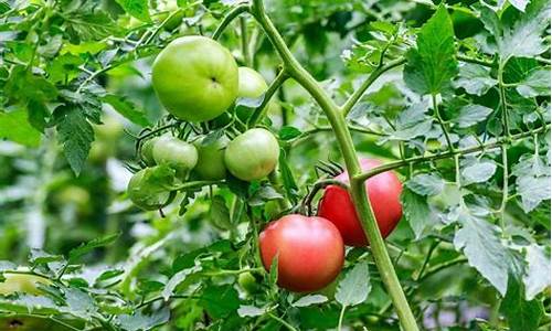 西红柿种植时间及技术要点_西红柿种植时间及技术要点有哪些