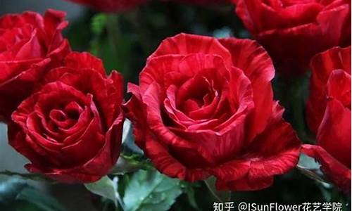 26种常见玫瑰花品种_26种常见玫瑰花品种图片