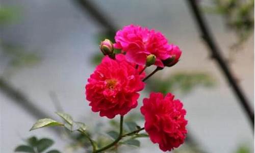 蔷薇花语及代表意义_蔷薇花语及代表意义是什么