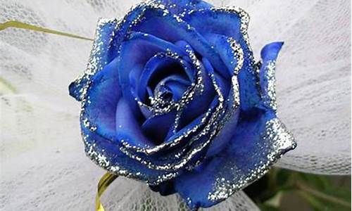 蓝色玫瑰寓意是什么意思_蓝色玫瑰寓意是什么意思啊