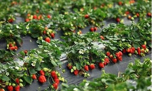 草莓西红柿种植技术_草莓西红柿种植技术与管理视频