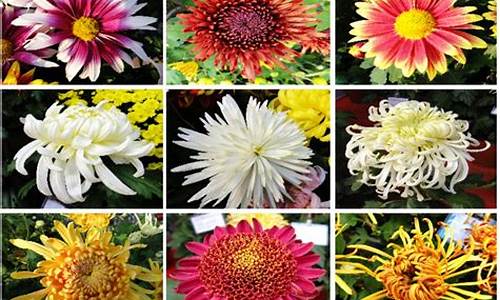 菊花的品种和花型_菊花的品种和花型图片