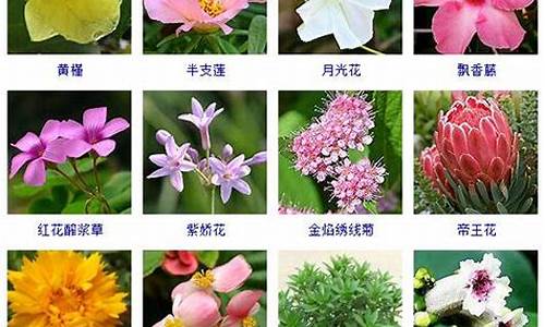 花的种类_花的种类名称及图片