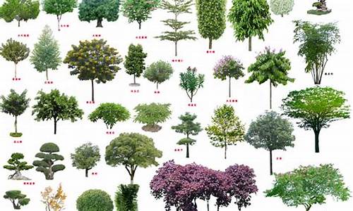 景观树种类名称和图片_景观树种类名称和图片 常见植物
