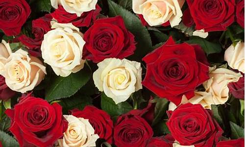 美丽的玫瑰花_美丽的玫瑰花作文300字三年级